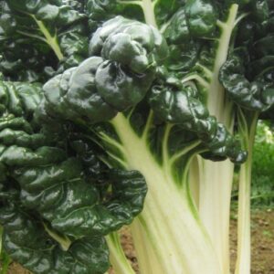 Silverbeet